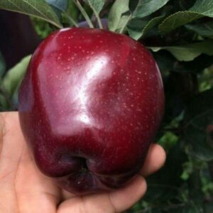 Lebanon-Red-apple2