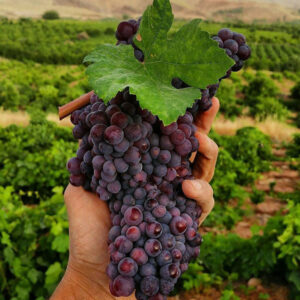 Yaghuti-Grape