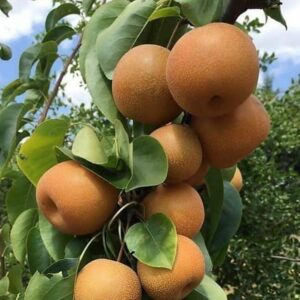 نهال-گلابی-پرتقالی